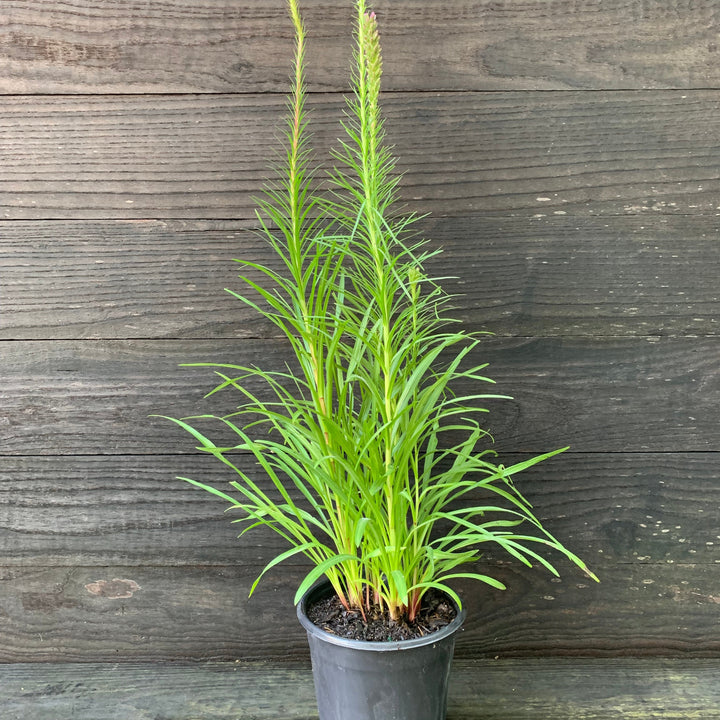 Liatris spicata ~ Marsh Blazing Star, Gayfeather-ServeScape