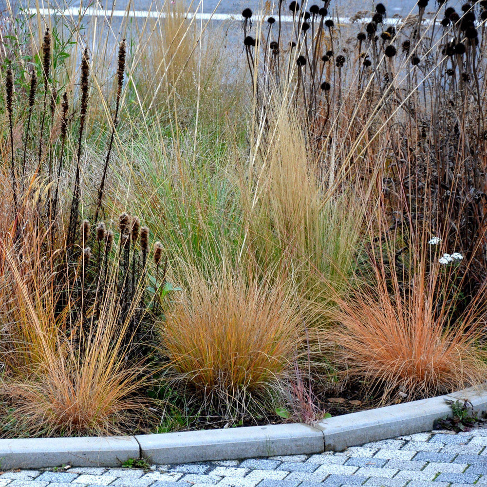 Pennisetum alopecuroides 'JS Jommenik' PP #27,435 ~ Monrovia® Lumen Gold™ Fountain Grass-ServeScape