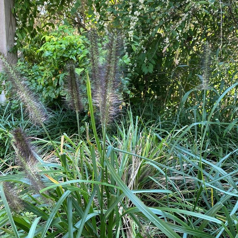 Pennisetum alopecuroides 'Moudry' ~ Moudry Fountain Grass-ServeScape