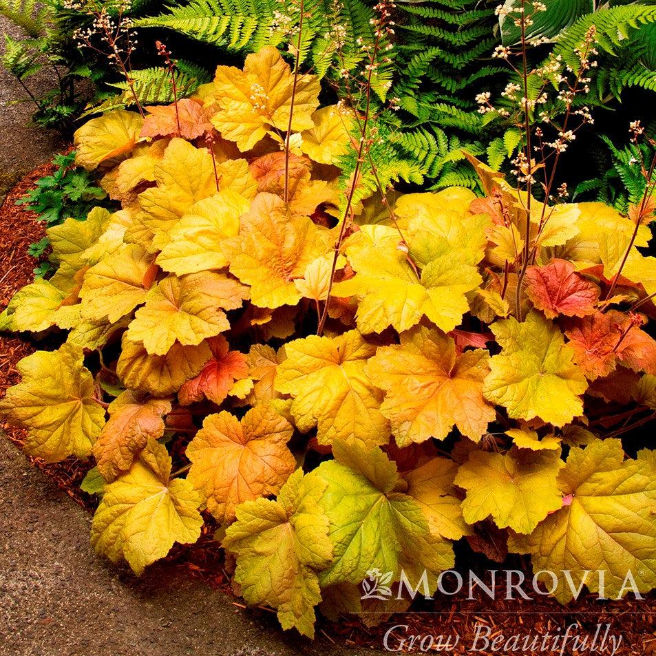 Heuchera 'Southern Comfort' ~ Monrovia® Southern Comfort Coral Bells, Heuchera-ServeScape