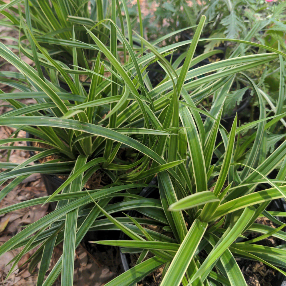Carex morrowii 'Ice Dance' ~ Monrovia® Ice Dance Sedge-ServeScape