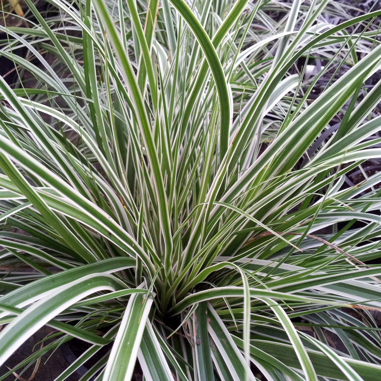 Carex oshimensis 'CarFit01' ~ Monrovia® Evercolor® Everest Variegated Sedge-ServeScape