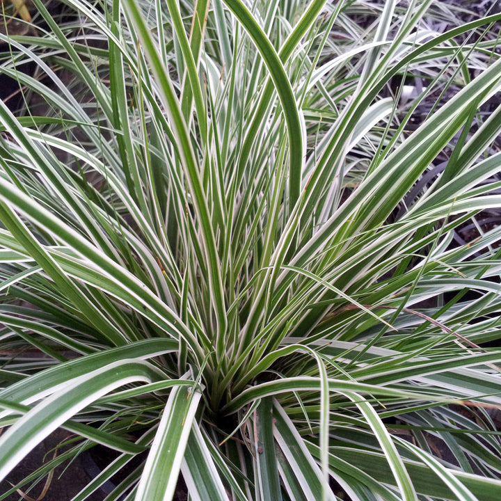 Carex oshimensis 'CarFit01' ~ Monrovia® Evercolor® Everest Variegated Sedge-ServeScape