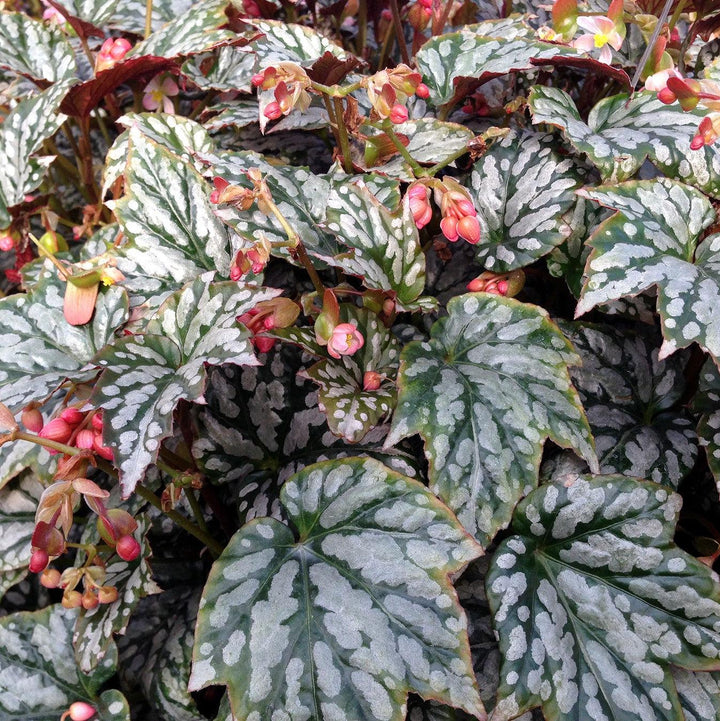 Begonia 'Jolly Holly' ~ Monrovia® Holiday™ Jolly Holly Begonia-ServeScape