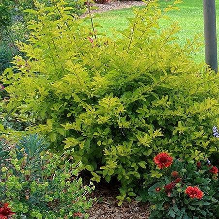 Duranta repens 'Gold Mound' ~ Gold Mound Duranta-ServeScape
