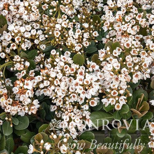 Rhaphiolepis x delacourii 'Georgia Petite' ~ Monrovia® Georgia Petite Indian Hawthorn-ServeScape