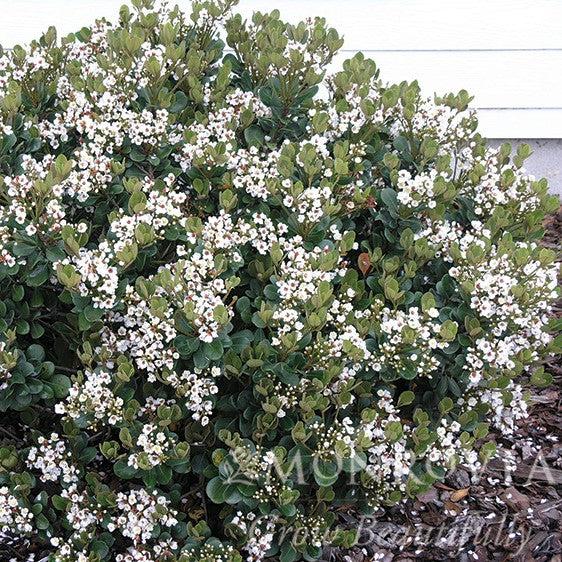 Rhaphiolepis x delacourii 'Georgia Petite' ~ Monrovia® Georgia Petite Indian Hawthorn-ServeScape