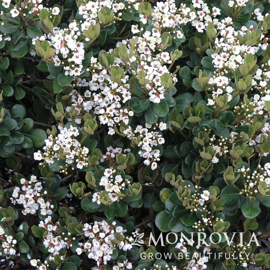 Rhaphiolepis x delacourii 'Georgia Petite' ~ Monrovia® Georgia Petite Indian Hawthorn-ServeScape