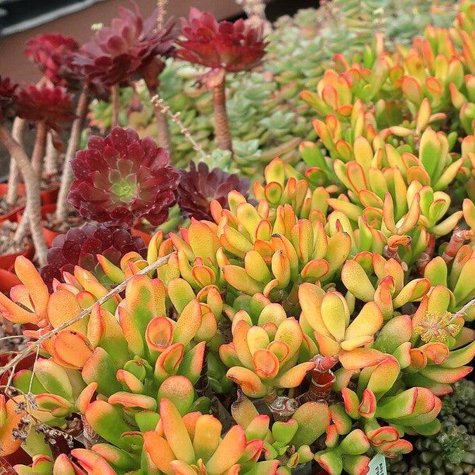 Crassula ovata ‘Tricolor Hobbit’ ~ Tricolor Hobbit Horntree, Jade Plant-ServeScape