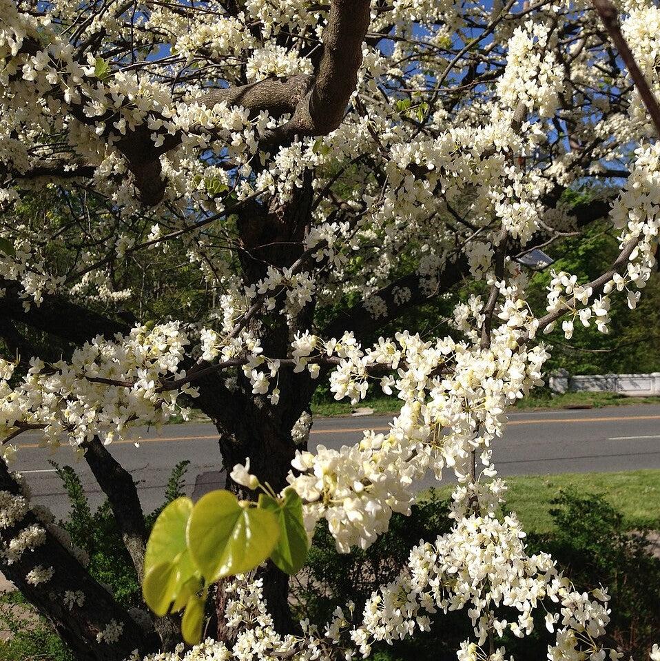 Cercis canadensis f. alba ~ White Eastern Redbud-ServeScape