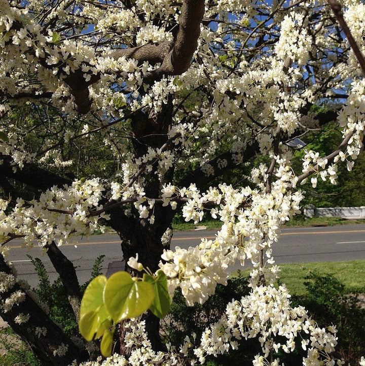 Cercis canadensis f. alba ~ White Eastern Redbud-ServeScape