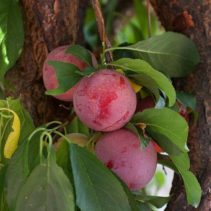 Prunus salicina x angustifolia 'Bruce' ~ Bruce Plum-ServeScape