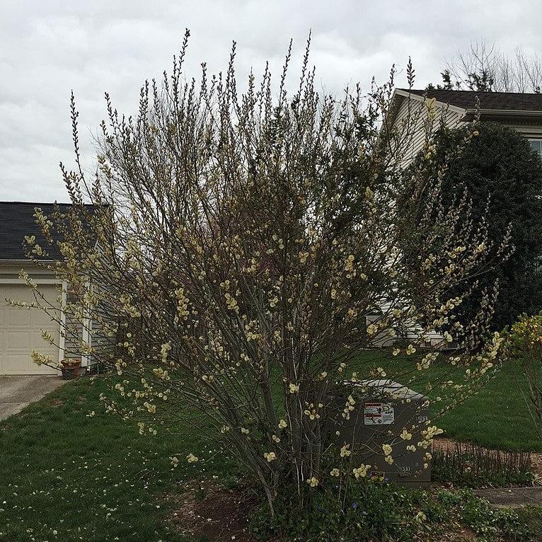 Salix discolor ~ Pussy Willow-ServeScape