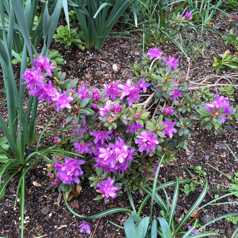 Rhododendron 'Purple Gem' ~ Purple Gem Rhododendron-ServeScape