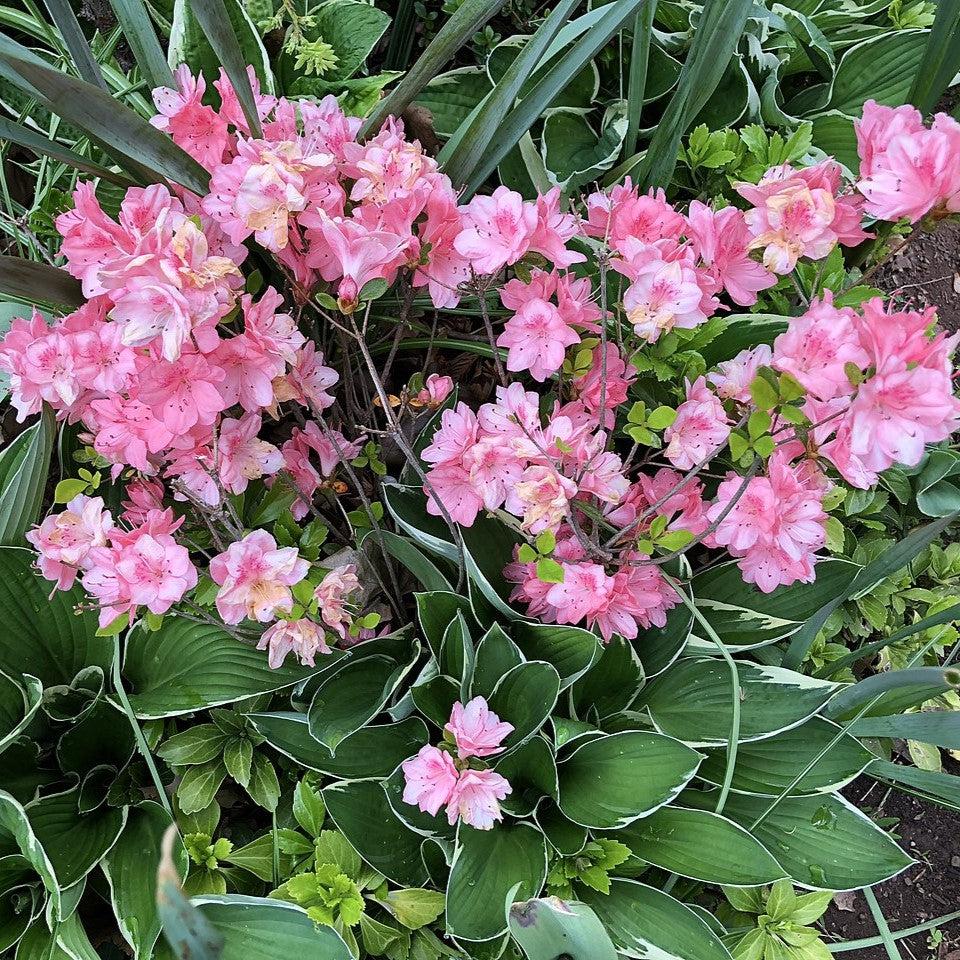 Rhododendron 'Blaauw's Pink' ~ Blaauw's Pink Azalea-ServeScape