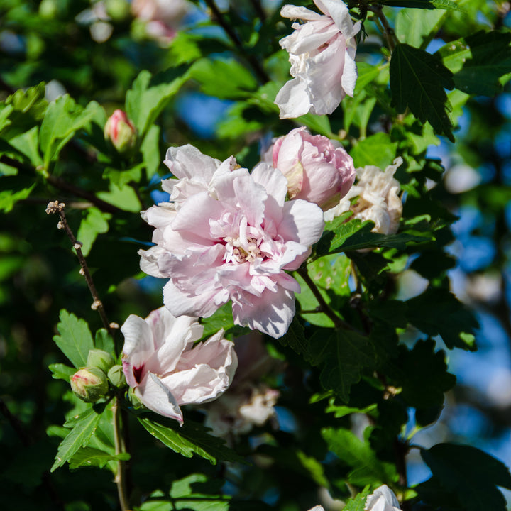 Hibiscus syriacus 'Whit XXI' ~ Lady Bug® Rose of Sharon-ServeScape
