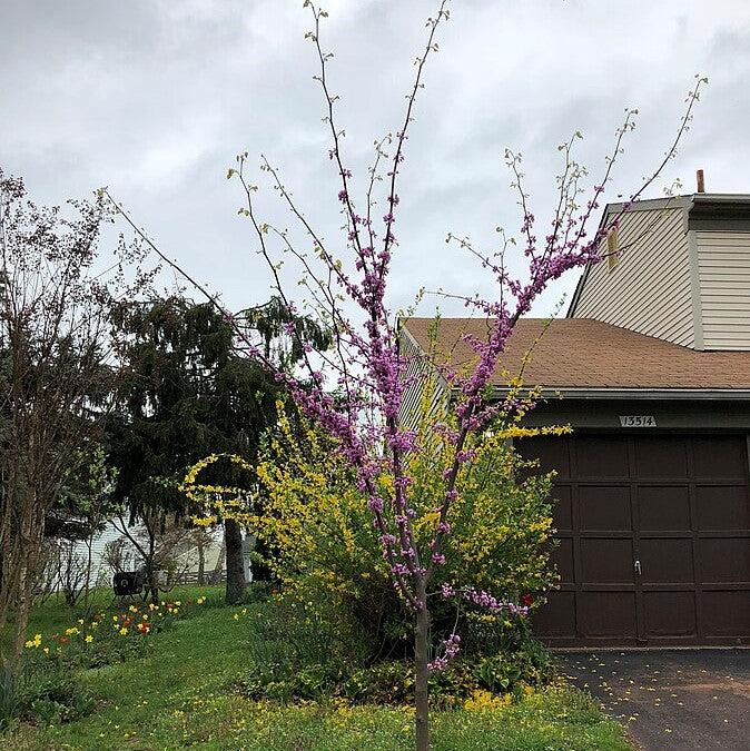 Cercis canadensis 'JN100' ~ Hearts A'Fire™ Redbud-ServeScape