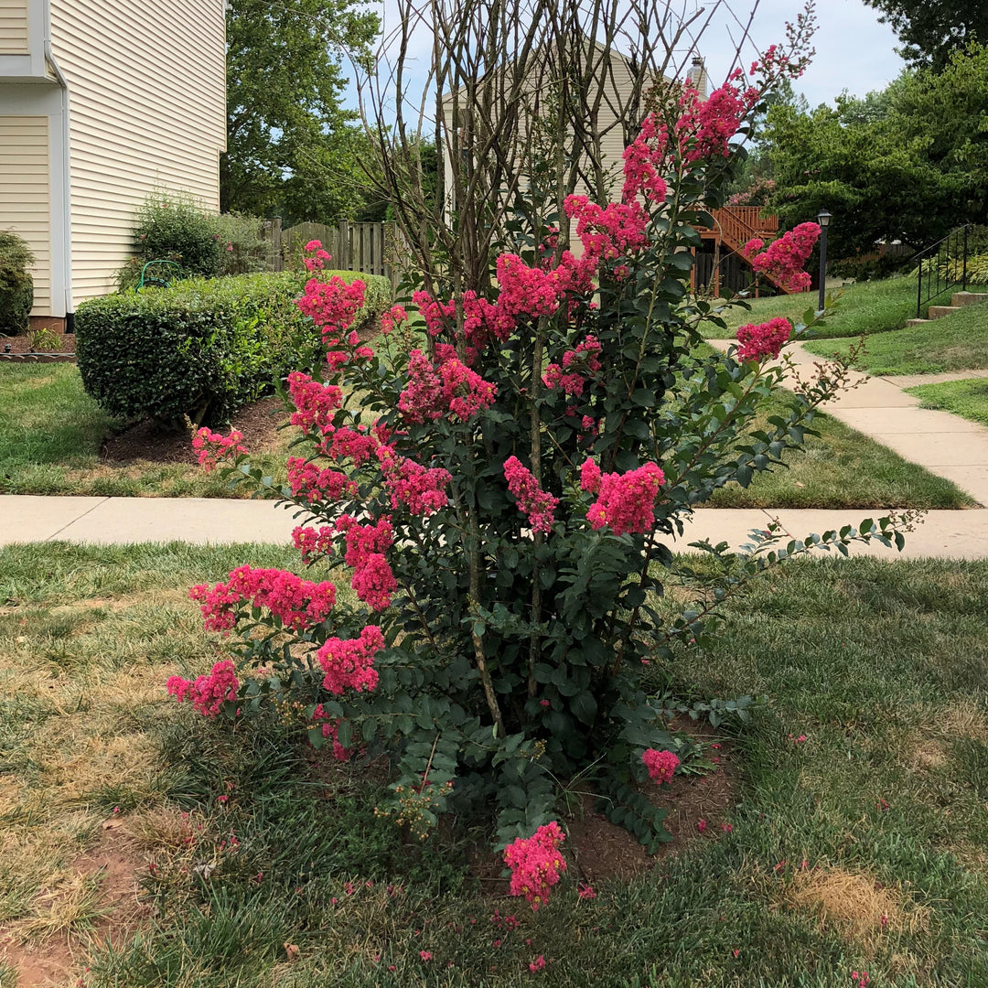 Lagerstroemia indica 'HOCH266' ~ Summerlasting™ Strawberry Crape Myrtle-ServeScape