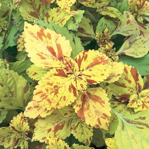 Solenostemon scutellarioides ‘Freckles’ ~ Freckles Coleus-ServeScape