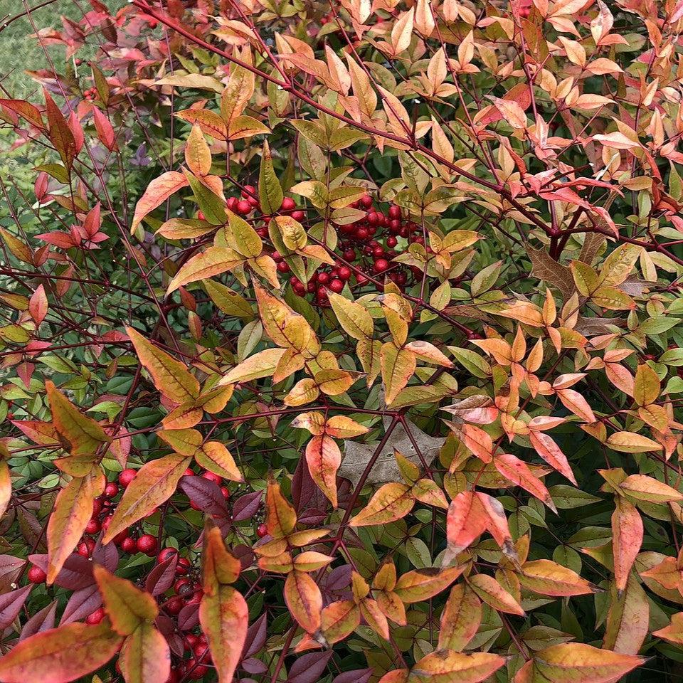 Nandina domestica 'ZHNAN28' ~ Cool Glow® Peach Heavenly Bamboo-ServeScape