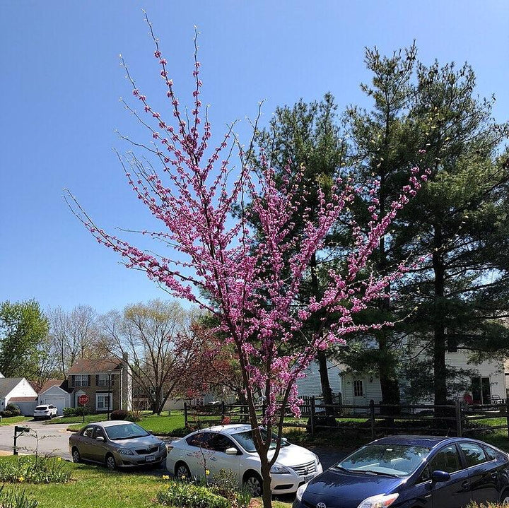 Cercis canadensis 'JN7' ~ Summer's Tower™ Eastern Redbud-ServeScape