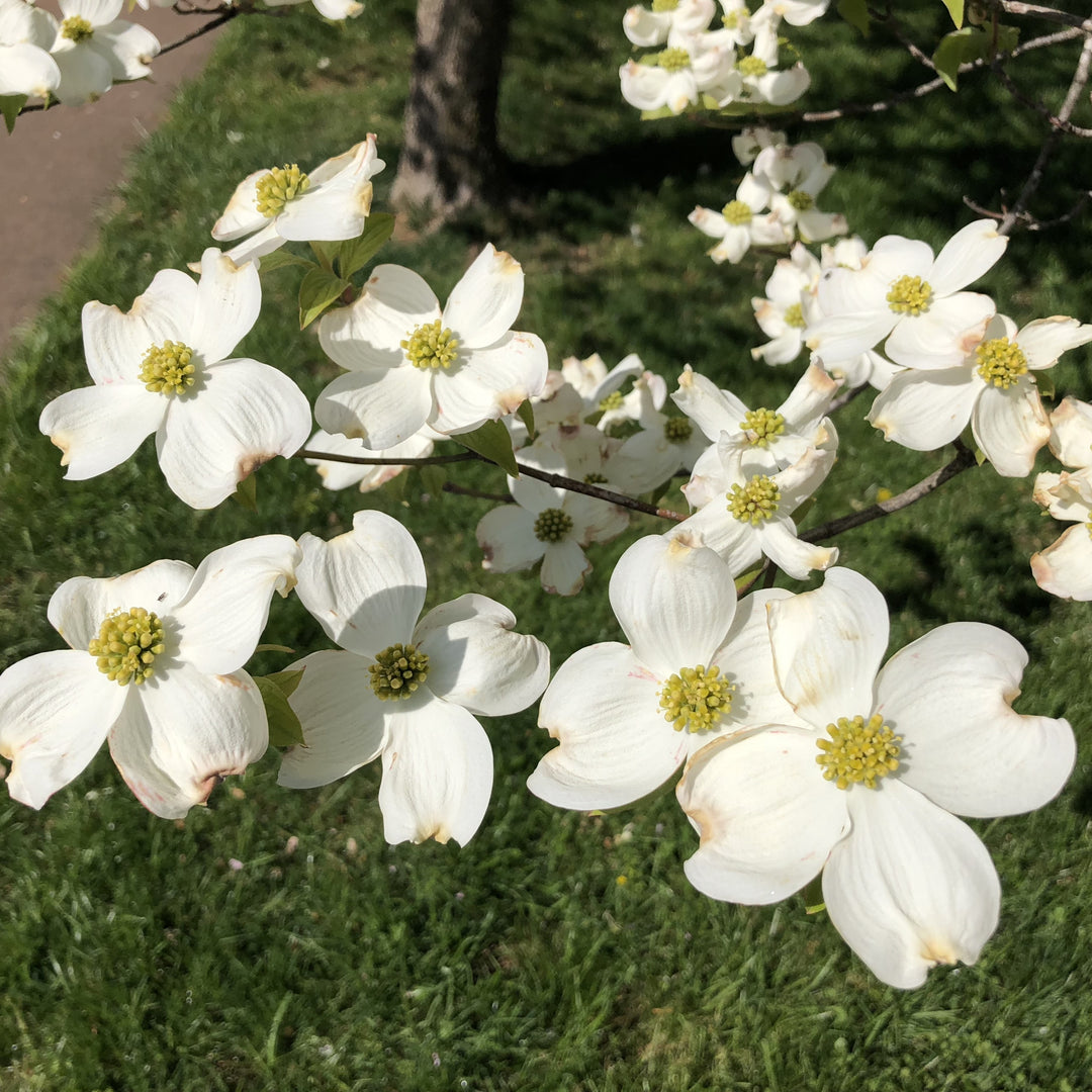 Cornus florida 'Super Princess' ~ Super Princess Dogwood-ServeScape