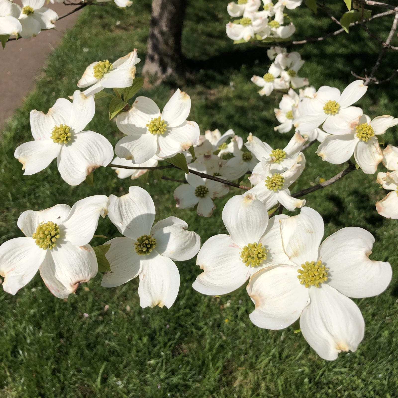 Cornus florida 'Super Princess' ~ Super Princess Dogwood-ServeScape