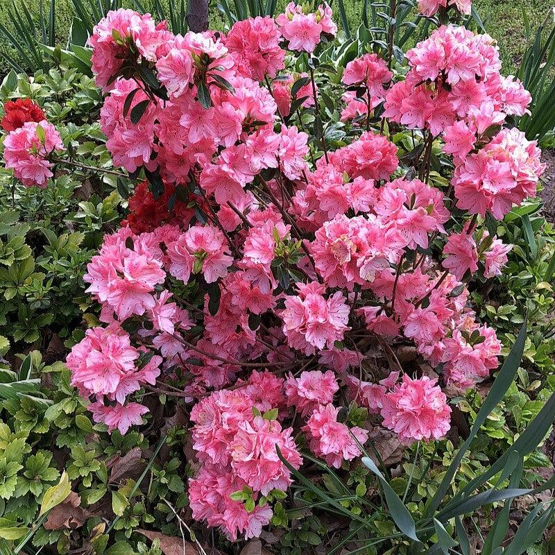 Rhododendron 'Blaauw's Pink' ~ Blaauw's Pink Azalea-ServeScape