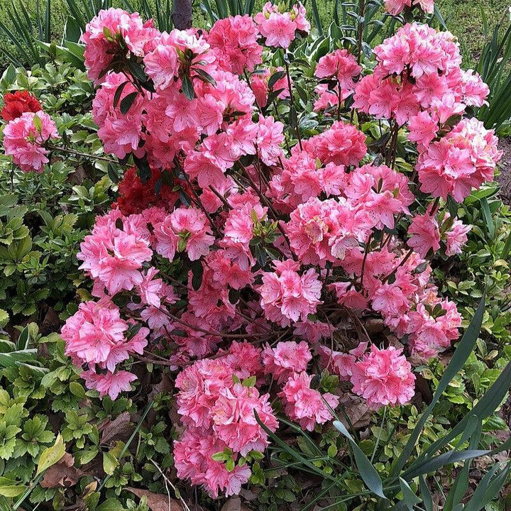 Rhododendron 'Blaauw's Pink' ~ Blaauw's Pink Azalea-ServeScape