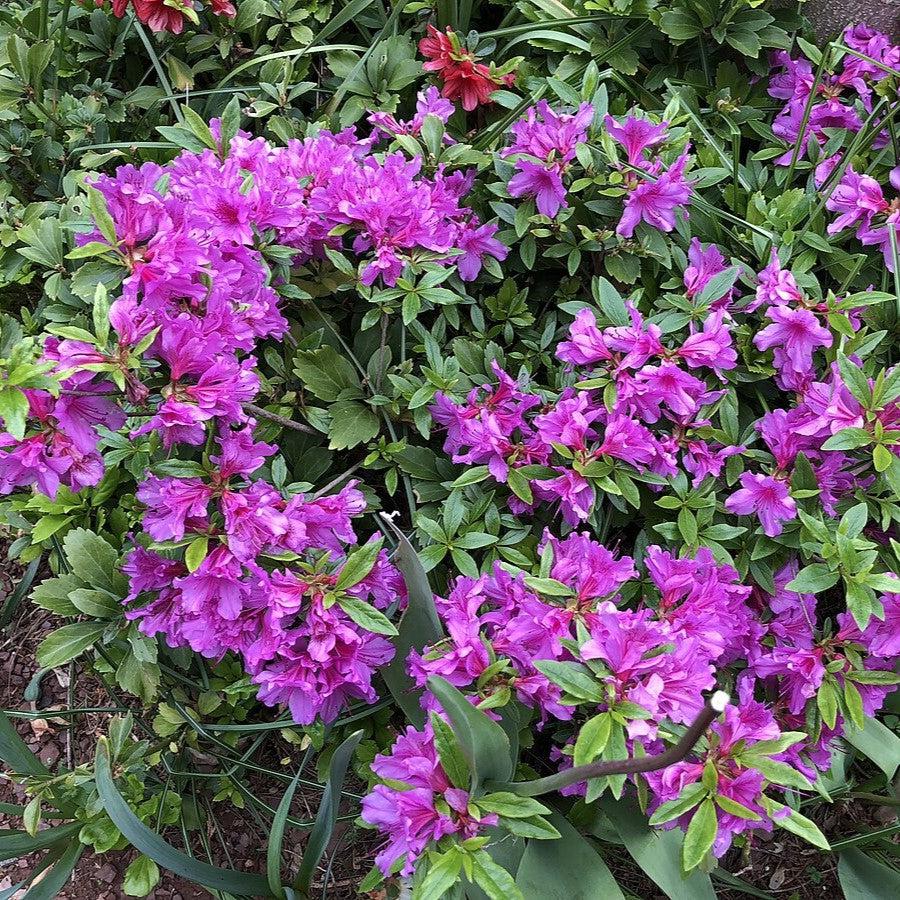 Rhododendron 'Herbert' ~ Herbert Azalea-ServeScape
