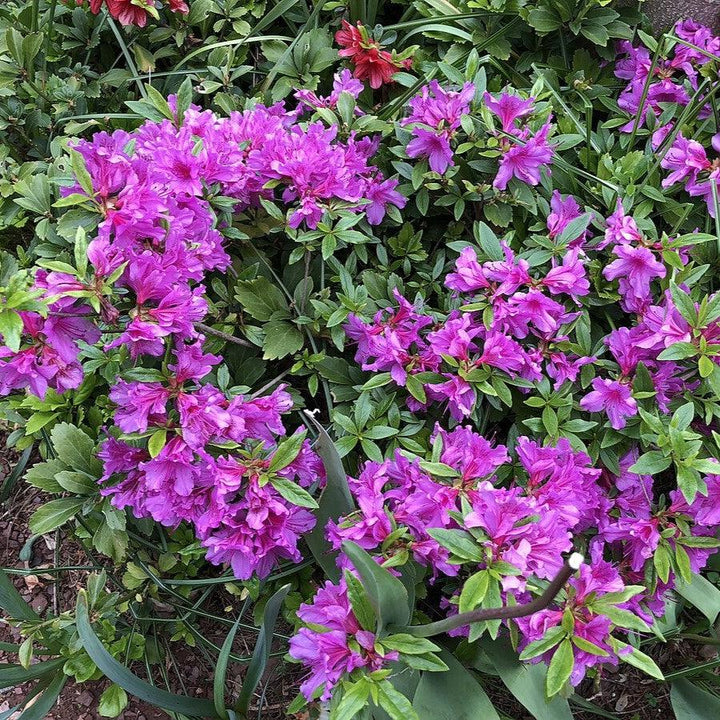 Rhododendron 'Herbert' ~ Herbert Azalea-ServeScape