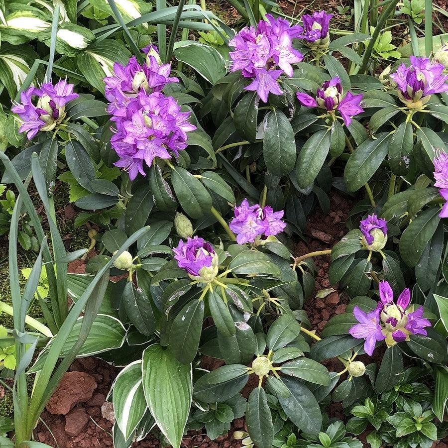 Rhododendron 'Purpureum Elegans' ~ Purpureum Elegans Rhododendron-ServeScape