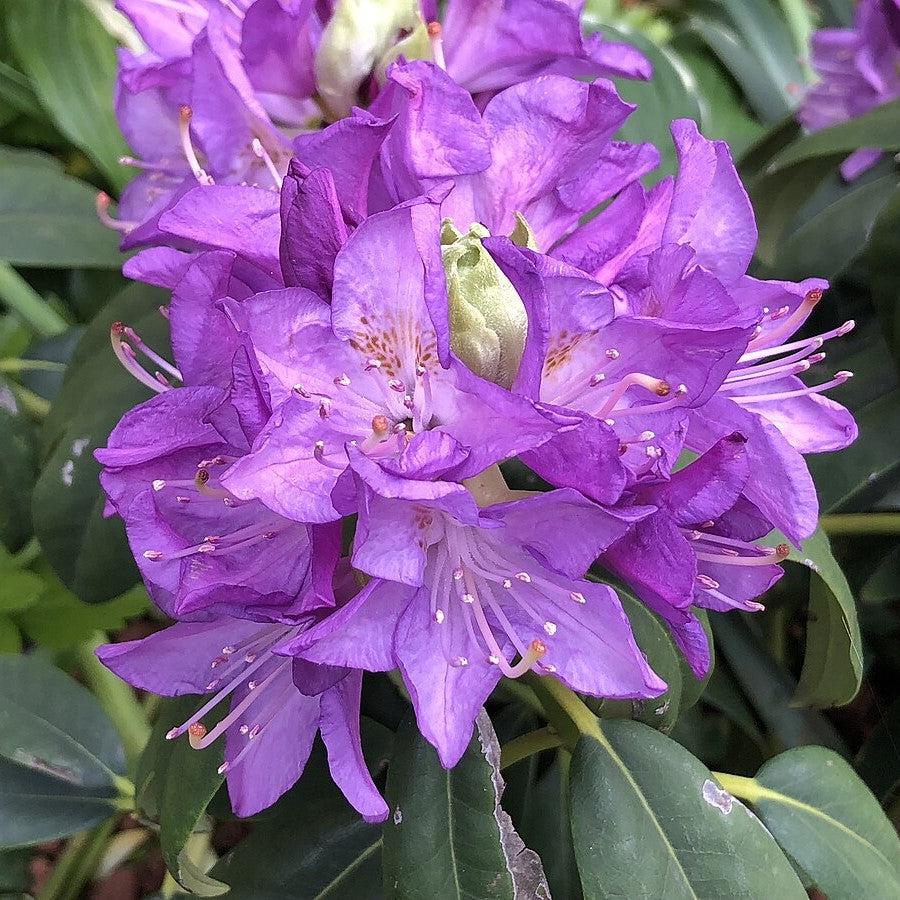 Rhododendron 'Purpureum Elegans' ~ Purpureum Elegans Rhododendron-ServeScape