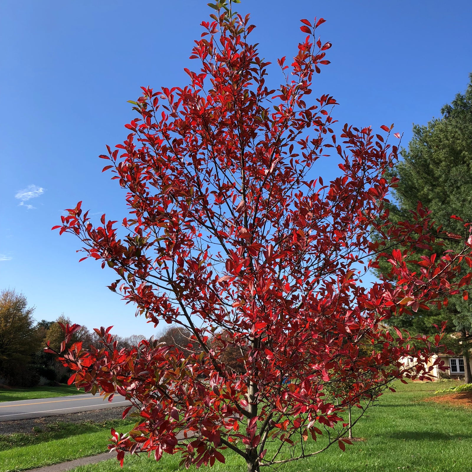 Nyssa sylvatica 'David Odom' ~ Afterburner® Blackgum-ServeScape