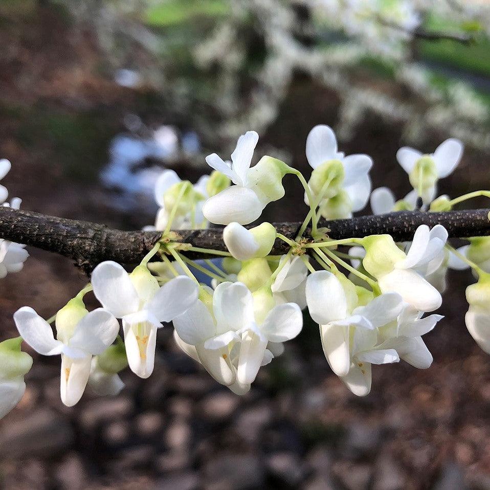 Cercis canadensis f. alba ~ White Eastern Redbud-ServeScape