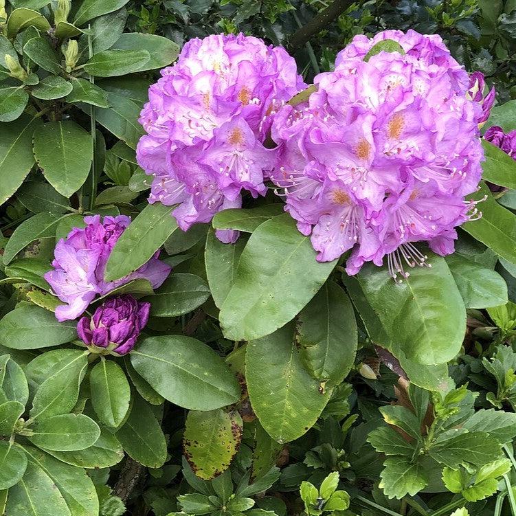 Rhododendron 'Minnetonka' ~ Minnetonka Rhododendron-ServeScape