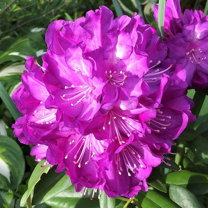 Rhododendron x 'Purple Passion' ~ Purple Passion Rhododendron-ServeScape