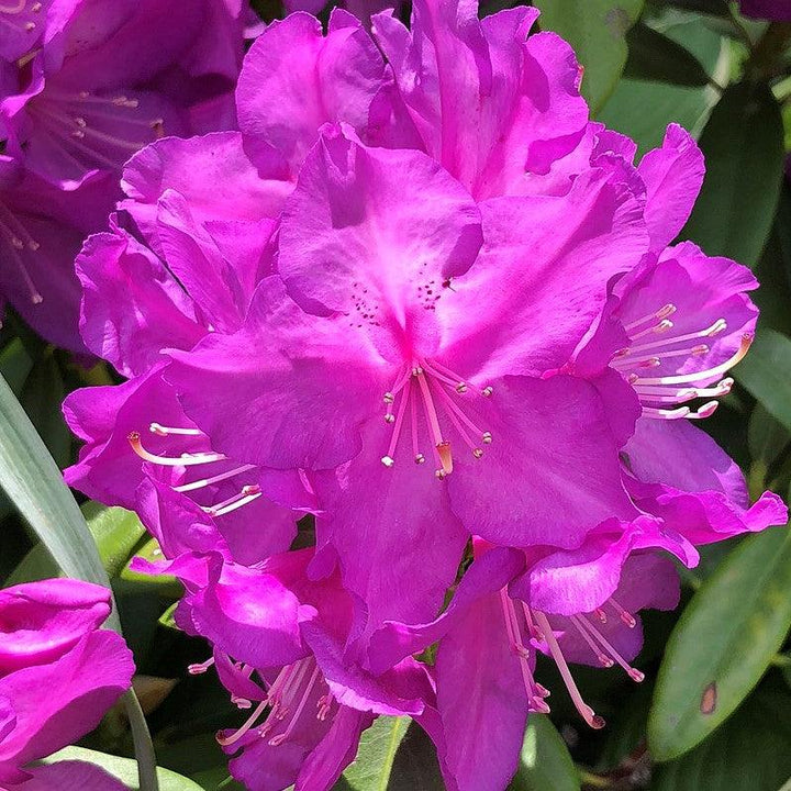 Rhododendron x 'Purple Passion' ~ Purple Passion Rhododendron-ServeScape