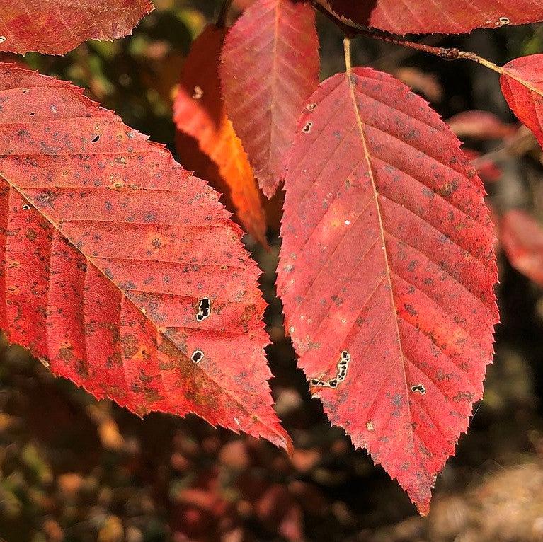 Carpinus caroliniana 'JFS-KW6' ~ Native Flame® American Hornbeam-ServeScape