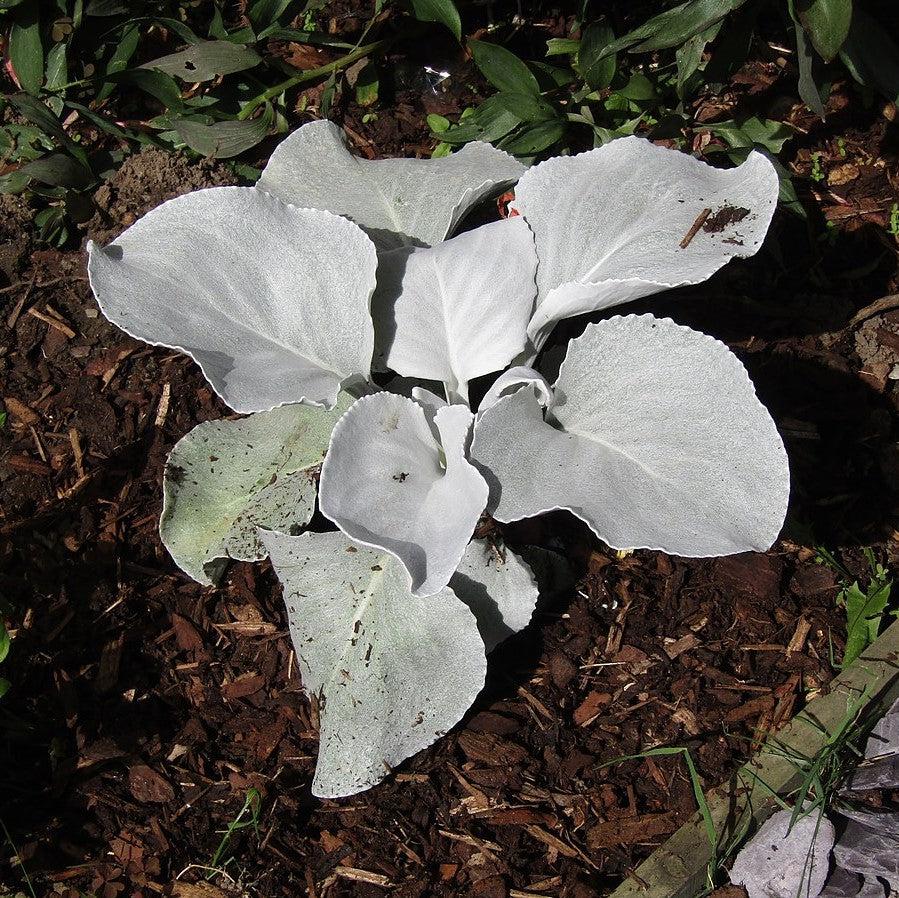 Senecio candicans 'Senaw' ~ Angel Wings® Senecio-ServeScape