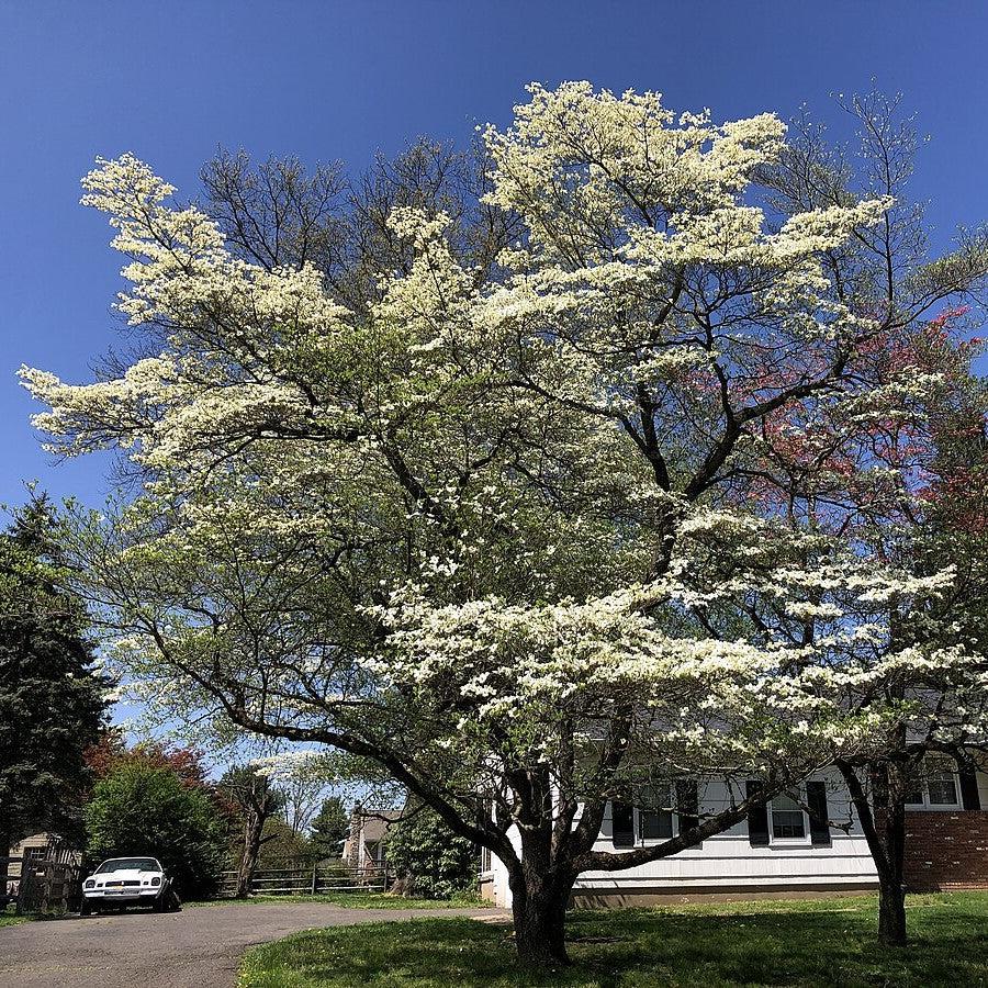 Cornus Florida 'Appalachian Mist' ~ Appalachian Mist Dogwood-ServeScape
