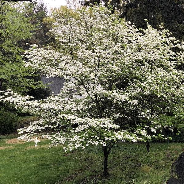 Cornus florida 'Super Princess' ~ Super Princess Dogwood-ServeScape