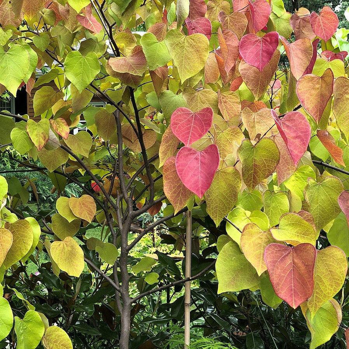 Cercis canadensis 'NC2016-2' PP #31,260 ~ Flame Thrower® Redbud-ServeScape