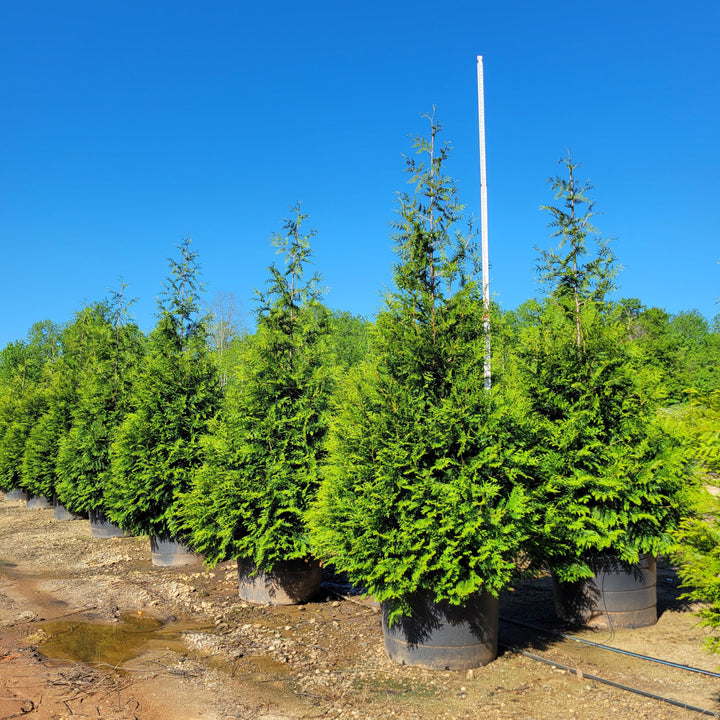 Thuja 'Green Giant' ~ Green Giant Arborvitae-ServeScape