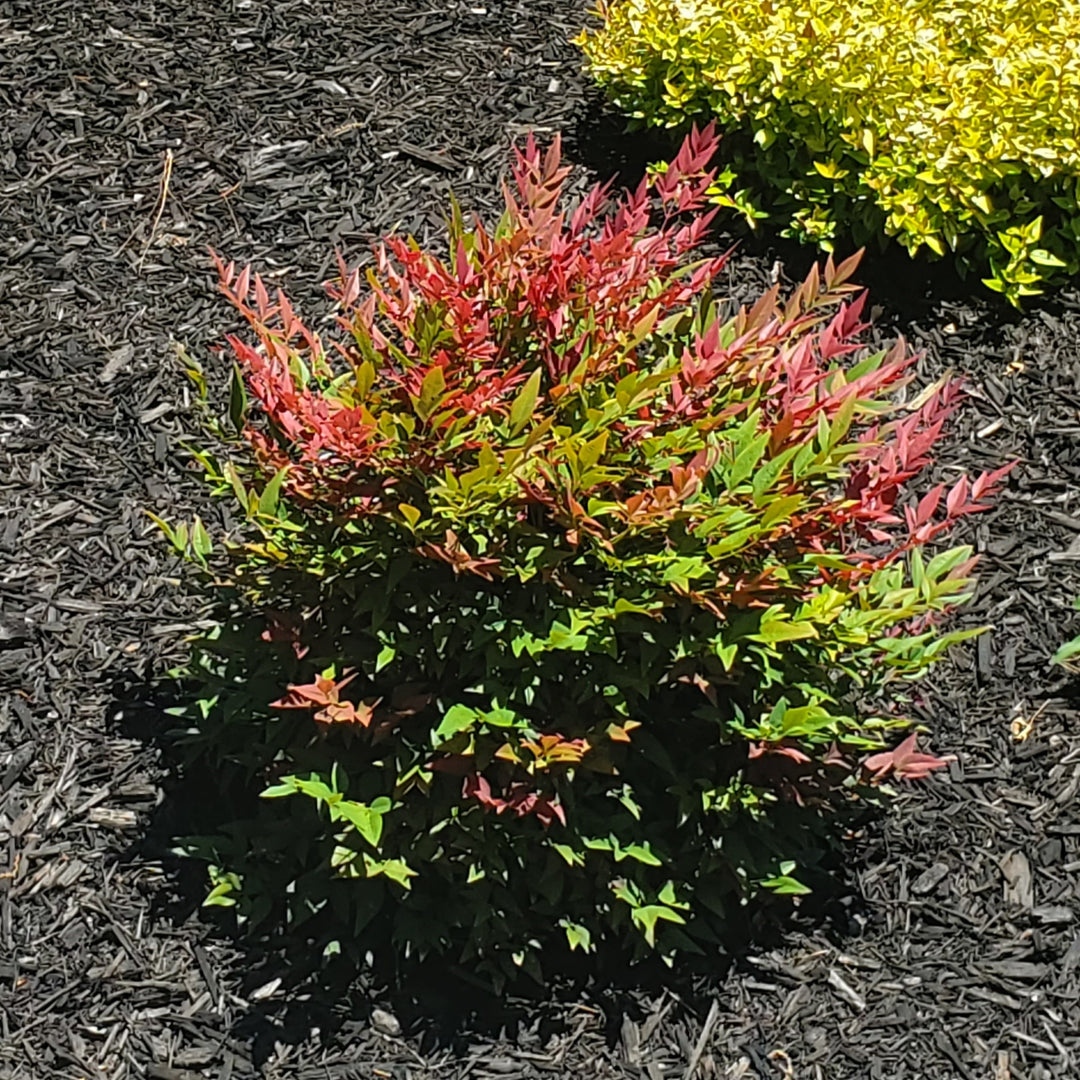 Nandina domestica ‘Seika’ PP21891 ~ Obsession™ Heavenly Bamboo-ServeScape