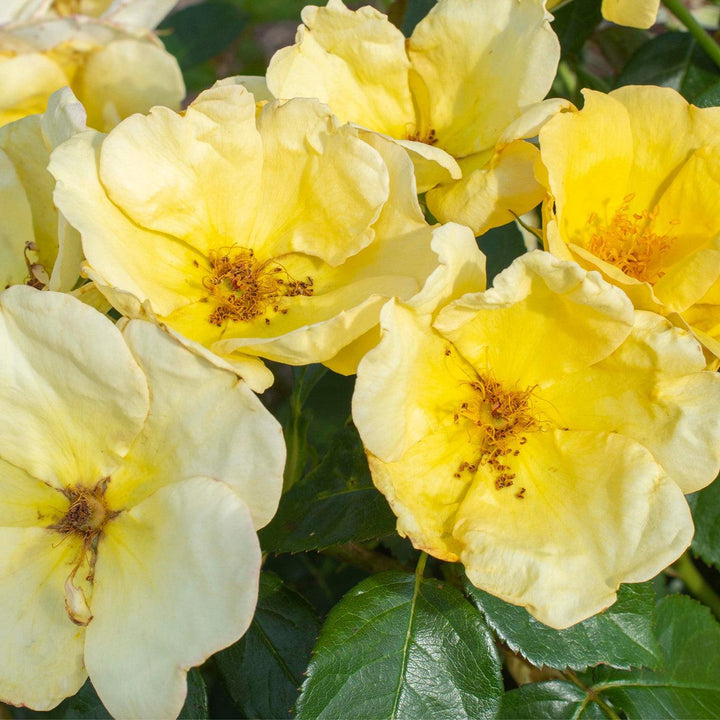 Rosa 'SRPylwko' PP 35,465 ~ Easy Bee-zy™ Knock Out® Rose-ServeScape