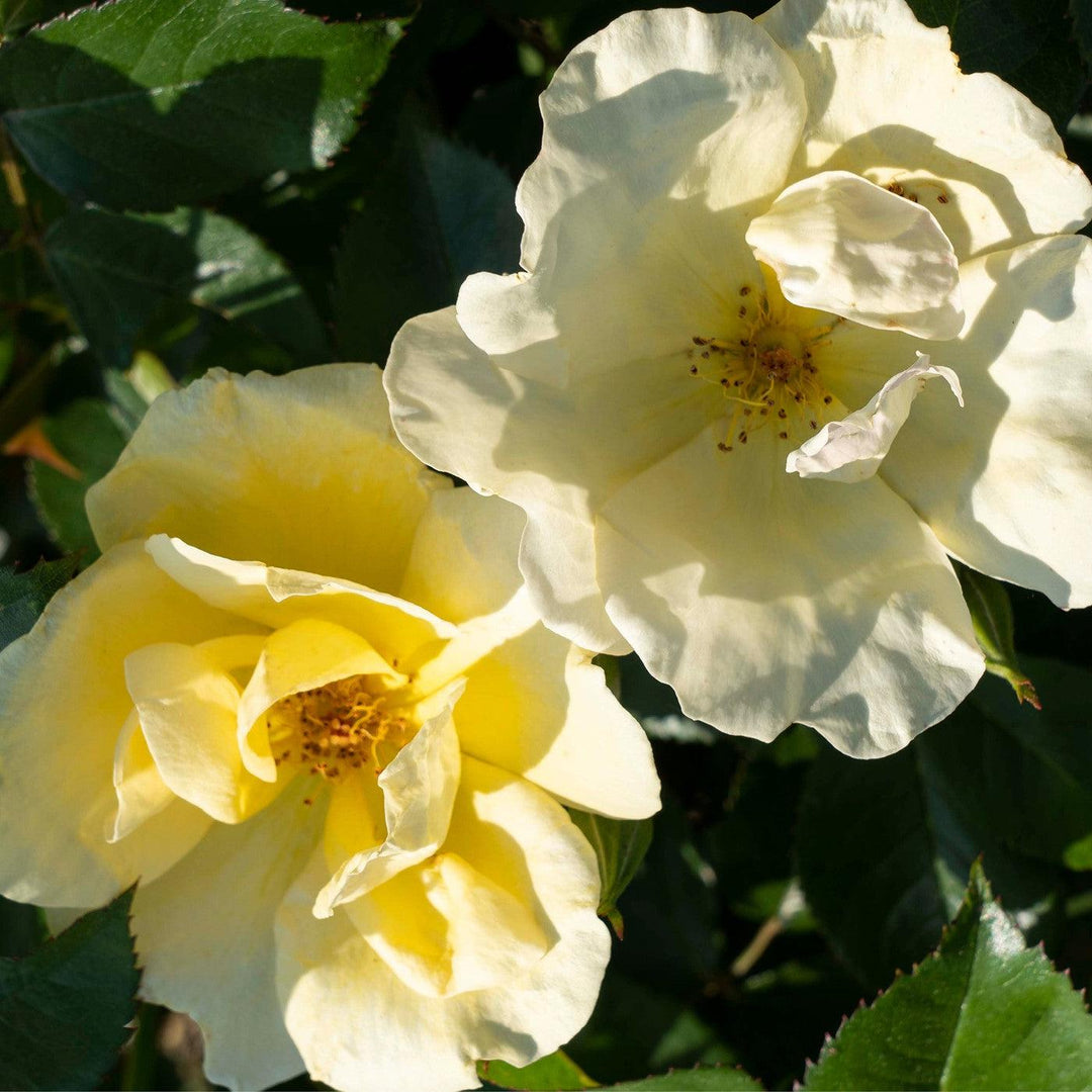 Rosa 'SRPylwko' PP 35,465 ~ Easy Bee-zy™ Knock Out® Rose-ServeScape