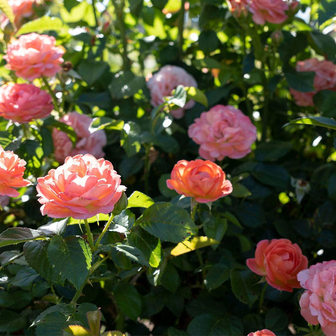 Rosa 'Radslam' PP 35,826 ~ Orange Glow™ Knock Out® Rose-ServeScape