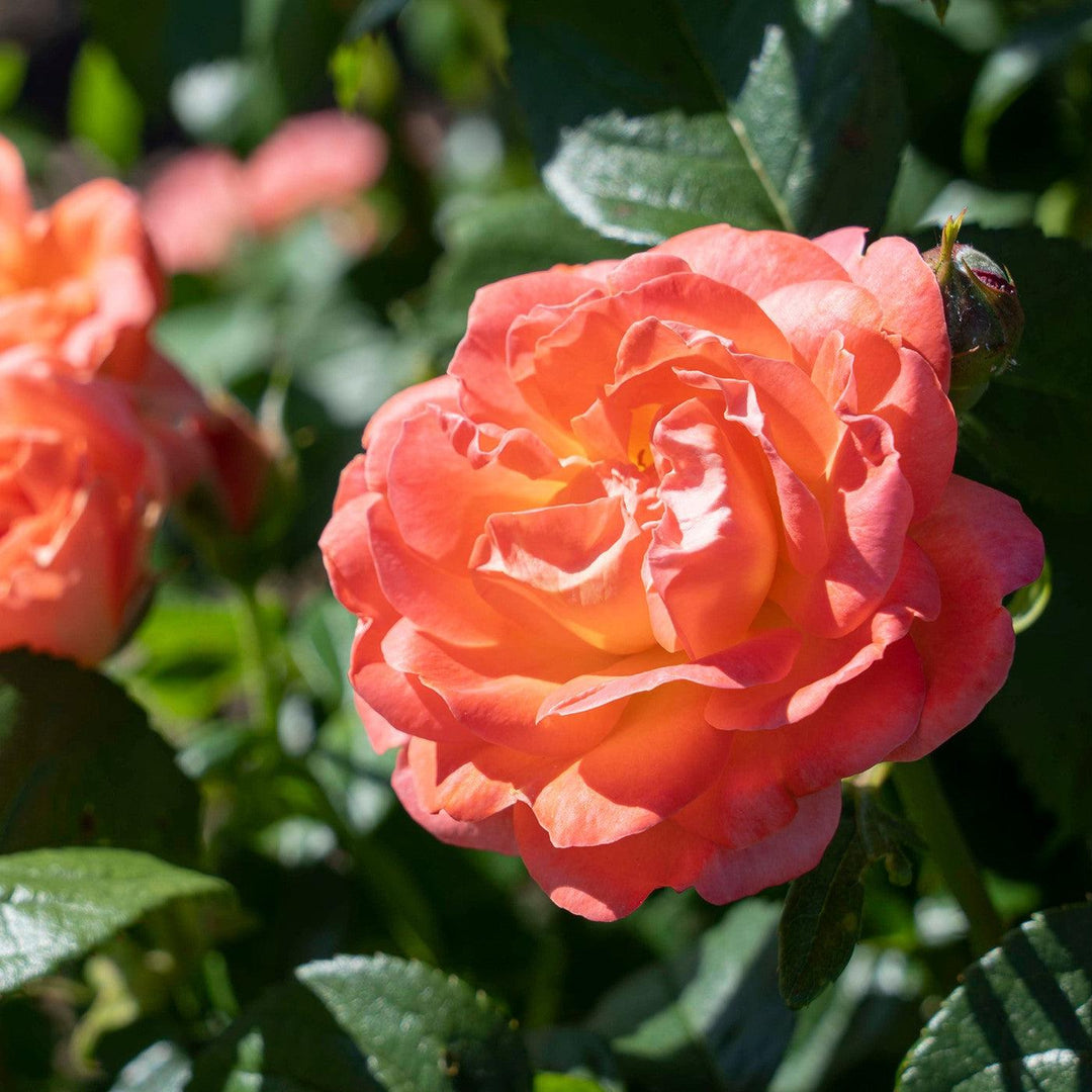 Rosa 'Radslam' PP 35,826 ~ Orange Glow™ Knock Out® Rose-ServeScape