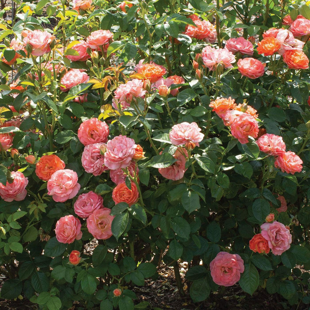 Rosa 'Radslam' PP 35,826 ~ Orange Glow™ Knock Out® Rose-ServeScape